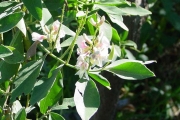 <strong>Fabaceae - Indigofera ammoxylum - (DC.) Polhill</strong><br />© Sarrailh Jean-Michel / CIRAD