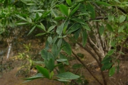 <strong>Fabaceae - Indigofera ammoxylum - (DC.) Polhill</strong><br />© Sarrailh Jean-Michel / CIRAD