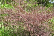 <strong>Fabaceae - Indigofera ammoxylum - (DC.) Polhill</strong><br />© Sarrailh Jean-Michel / CIRAD