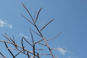 <strong>Fabaceae - Indigofera ammoxylum - (DC.) Polhill</strong><br />© Sarrailh Jean-Michel / CIRAD
