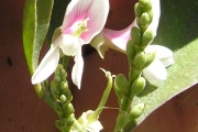 <strong>Fabaceae - Indigofera ammoxylum - (DC.) Polhill</strong><br />© Sarrailh Jean-Michel / CIRAD