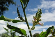 <strong>Fabaceae - Indigofera ammoxylum - (DC.) Polhill</strong><br />© Sarrailh Jean-Michel / CIRAD