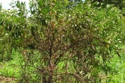 <strong>Fabaceae - Indigofera ammoxylum - (DC.) Polhill</strong><br />© Sarrailh Jean-Michel / CIRAD