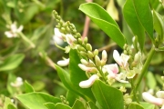 <strong>Fabaceae - Indigofera ammoxylum - (DC.) Polhill</strong><br />© Sarrailh Jean-Michel / CIRAD