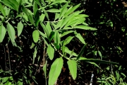 <strong>Fabaceae - Indigofera ammoxylum - (DC.) Polhill</strong><br />© Sarrailh Jean-Michel / CIRAD