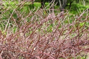 <strong>Fabaceae - Indigofera ammoxylum - (DC.) Polhill</strong><br />© Sarrailh Jean-Michel / CIRAD