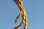 <strong>Fabaceae - Indigofera ammoxylum - (DC.) Polhill</strong><br />© Sarrailh Jean-Michel / CIRAD