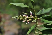 <strong>Fabaceae - Indigofera ammoxylum - (DC.) Polhill</strong><br />© Sarrailh Jean-Michel / CIRAD