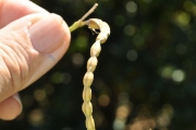 <strong>Fabaceae - Indigofera ammoxylum - (DC.) Polhill</strong><br />© Sarrailh Jean-Michel / CIRAD