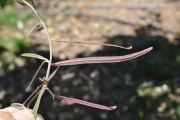 <strong>Fabaceae - Indigofera ammoxylum - (DC.) Polhill</strong><br />© Sarrailh Jean-Michel / CIRAD