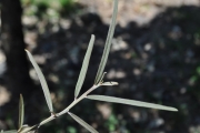 <strong>Fabaceae - Indigofera ammoxylum - (DC.) Polhill</strong><br />© Sarrailh Jean-Michel / CIRAD