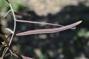 <strong>Fabaceae - Indigofera ammoxylum - (DC.) Polhill</strong><br />© Sarrailh Jean-Michel / CIRAD