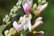 <strong>Fabaceae - Indigofera ammoxylum - (DC.) Polhill</strong><br />© Sarrailh Jean-Michel / CIRAD