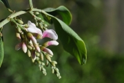<strong>Fabaceae - Indigofera ammoxylum - (DC.) Polhill</strong><br />© Sarrailh Jean-Michel / CIRAD