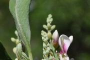 <strong>Fabaceae - Indigofera ammoxylum - (DC.) Polhill</strong><br />© Sarrailh Jean-Michel / CIRAD