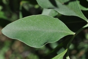 <strong>Fabaceae - Indigofera ammoxylum - (DC.) Polhill</strong><br />© Sarrailh Jean-Michel / CIRAD