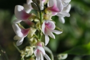 <strong>Fabaceae - Indigofera ammoxylum - (DC.) Polhill</strong><br />© Sarrailh Jean-Michel / CIRAD