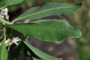 <strong>Fabaceae - Indigofera ammoxylum - (DC.) Polhill</strong><br />© Sarrailh Jean-Michel / CIRAD