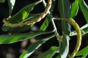 <strong>Fabaceae - Indigofera ammoxylum - (DC.) Polhill</strong><br />© Sarrailh Jean-Michel / CIRAD