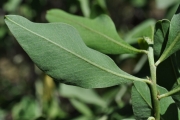 <strong>Fabaceae - Indigofera ammoxylum - (DC.) Polhill</strong><br />© Sarrailh Jean-Michel / CIRAD