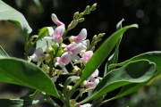 <strong>Fabaceae - Indigofera ammoxylum - (DC.) Polhill</strong><br />© Sarrailh Jean-Michel / CIRAD