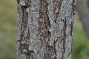 <strong>Fabaceae - Indigofera ammoxylum - (DC.) Polhill</strong><br />© Sarrailh Jean-Michel / CIRAD