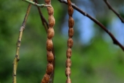 <strong>Fabaceae - Indigofera ammoxylum - (DC.) Polhill</strong><br />© Sarrailh Jean-Michel / CIRAD