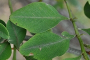 <strong>Fabaceae - Indigofera ammoxylum - (DC.) Polhill</strong><br />© Sarrailh Jean-Michel / CIRAD