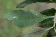 <strong>Fabaceae - Indigofera ammoxylum - (DC.) Polhill</strong><br />© Sarrailh Jean-Michel / CIRAD