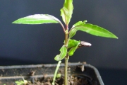 <strong>Rubiaceae - Chassalia corallioides - (Cordem.) Verdc.</strong><br />© Sarrailh Jean-Michel / CIRAD