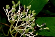 <strong>Rubiaceae - Chassalia corallioides - (Cordem.) Verdc.</strong><br />© Sarrailh Jean-Michel / CIRAD