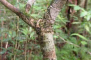 <strong>Rubiaceae - Chassalia corallioides - (Cordem.) Verdc.</strong><br />© Sarrailh Jean-Michel / CIRAD