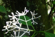 <strong>Rubiaceae - Chassalia corallioides - (Cordem.) Verdc.</strong><br />© Sarrailh Jean-Michel / CIRAD
