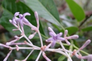 <strong>Rubiaceae - Chassalia corallioides - (Cordem.) Verdc.</strong><br />© Sarrailh Jean-Michel / CIRAD