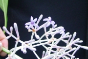 <strong>Rubiaceae - Chassalia corallioides - (Cordem.) Verdc.</strong><br />© Sarrailh Jean-Michel / CIRAD