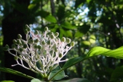 <strong>Rubiaceae - Chassalia corallioides - (Cordem.) Verdc.</strong><br />© Sarrailh Jean-Michel / CIRAD