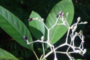 <strong>Rubiaceae - Chassalia corallioides - (Cordem.) Verdc.</strong><br />© Sarrailh Jean-Michel / CIRAD