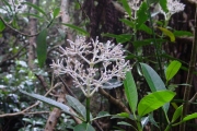 <strong>Rubiaceae - Chassalia corallioides - (Cordem.) Verdc.</strong><br />© Sarrailh Jean-Michel / CIRAD