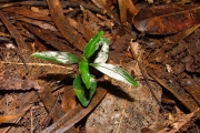 <strong>Rubiaceae - Chassalia corallioides - (Cordem.) Verdc.</strong><br />© Sarrailh Jean-Michel / CIRAD