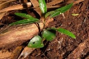 <strong>Rubiaceae - Chassalia corallioides - (Cordem.) Verdc.</strong><br />© Sarrailh Jean-Michel / CIRAD