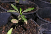 <strong>Rubiaceae - Chassalia corallioides - (Cordem.) Verdc.</strong><br />© Sarrailh Jean-Michel / CIRAD