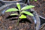 <strong>Rubiaceae - Chassalia corallioides - (Cordem.) Verdc.</strong><br />© Sarrailh Jean-Michel / CIRAD