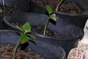 <strong>Rubiaceae - Chassalia corallioides - (Cordem.) Verdc.</strong><br />© Sarrailh Jean-Michel / CIRAD