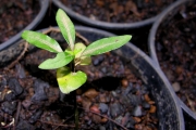 <strong>Rubiaceae - Chassalia corallioides - (Cordem.) Verdc.</strong><br />© Sarrailh Jean-Michel / CIRAD