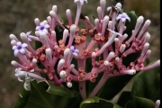 <strong>Rubiaceae - Chassalia corallioides - (Cordem.) Verdc.</strong><br />© Sarrailh Jean-Michel / CIRAD