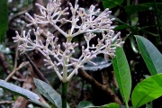 <strong>Rubiaceae - Chassalia corallioides - (Cordem.) Verdc.</strong><br />© Sarrailh Jean-Michel / CIRAD