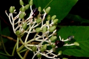 <strong>Rubiaceae - Chassalia corallioides - (Cordem.) Verdc.</strong><br />© Sarrailh Jean-Michel / CIRAD