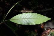 <strong>Rubiaceae - Chassalia corallioides - (Cordem.) Verdc.</strong><br />© Sarrailh Jean-Michel / CIRAD