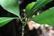 <strong>Rubiaceae - Chassalia corallioides - (Cordem.) Verdc.</strong><br />© Sarrailh Jean-Michel / CIRAD