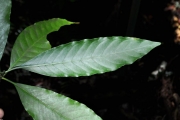 <strong>Rubiaceae - Chassalia corallioides - (Cordem.) Verdc.</strong><br />© 
